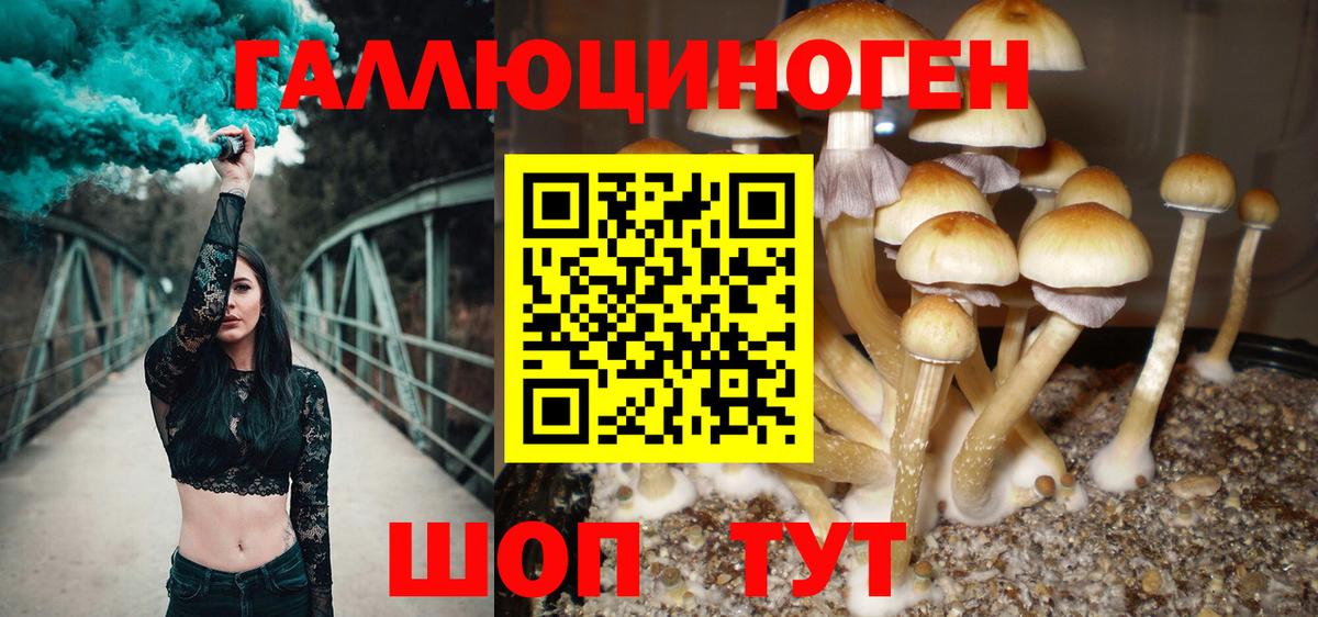 Псилоцибиновые грибы Cubensis Нальчик